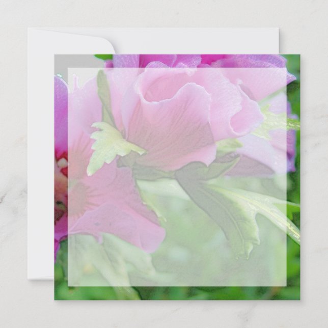 Paarse hisbiscus bloemen (Voorkant)