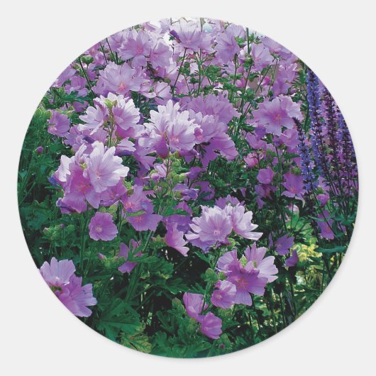 Paarse hisbiscus bloemen ronde sticker (Voorkant)