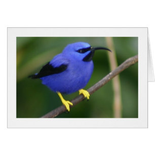 Paarse Honeycreeper