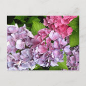 Paarse Hortensia Tafelnummer Kaart (Achterkant)