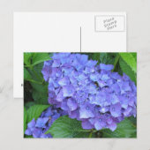 Paarse Hortensia's Briefkaart (Voorkant / Achterkant)
