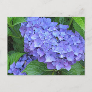 Paarse Hortensia's Briefkaart