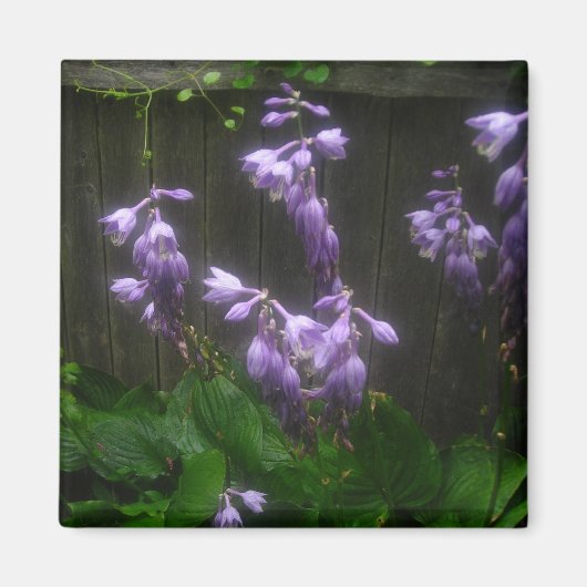 PAARSE HOSTA BELLS MAGNEET (Voorkant)