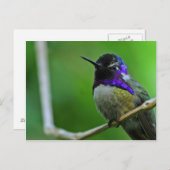 Paarse Hummingbird Briefkaart (Voorkant / Achterkant)