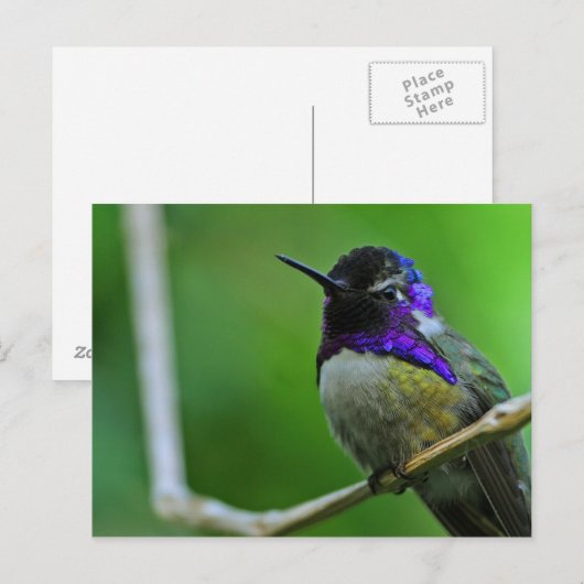 Paarse Hummingbird Briefkaart (Voorkant / Achterkant)
