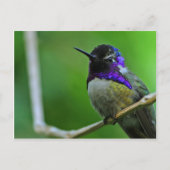 Paarse Hummingbird Briefkaart (Voorkant)