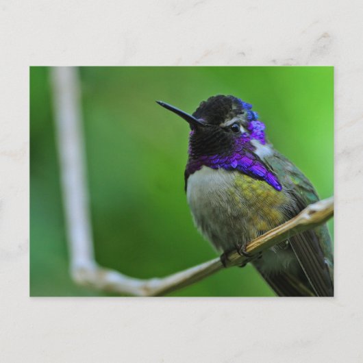 Paarse Hummingbird Briefkaart (Voorkant)