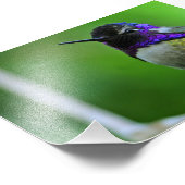 Paarse Hummingbird Foto Afdruk (Hoek)