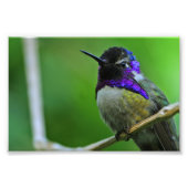 Paarse Hummingbird Foto Afdruk (Voorkant)