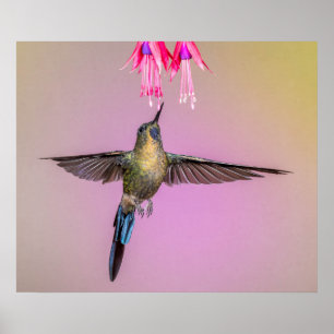 Paarse Hummingbird met een lange staart Poster