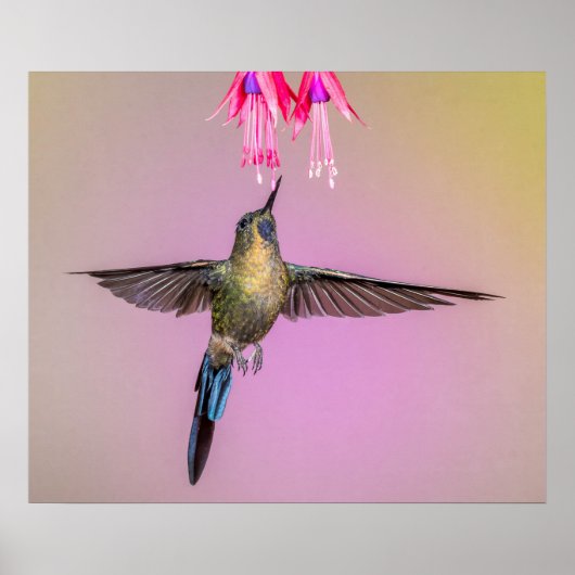 Paarse Hummingbird met een lange staart Poster (Voorkant)