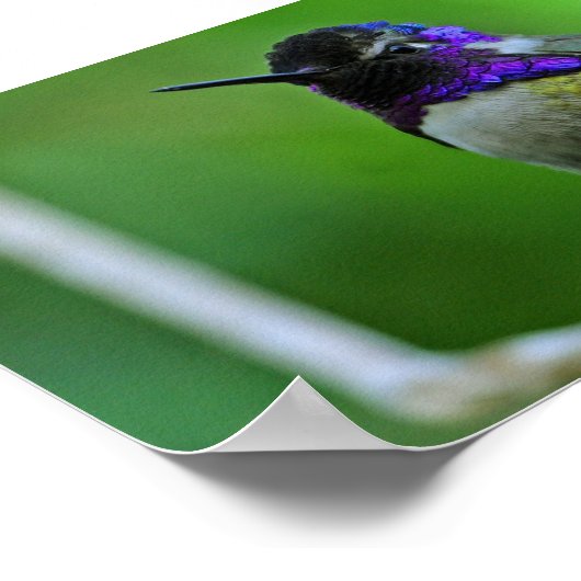 Paarse Hummingbird Poster (Hoek)