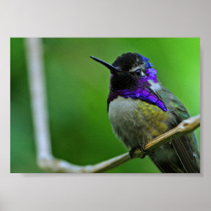 Paarse Hummingbird Poster