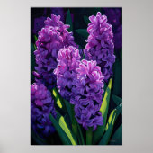 Paarse Hyacint Bloemenkunst Print Poster (Voorkant)