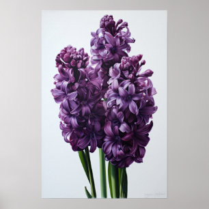 Paarse Hyacint Bloemenkunst Print Poster