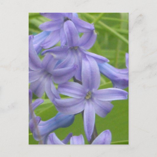 Paarse Hyacint Close Up DIY Briefkaart (Voorkant)