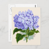 Paarse hydrangea Botanische afdruk Briefkaart (Voorkant / Achterkant)