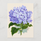 Paarse hydrangea Botanische afdruk Briefkaart (Voorkant)
