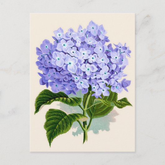 Paarse hydrangea Botanische afdruk Briefkaart (Voorkant)