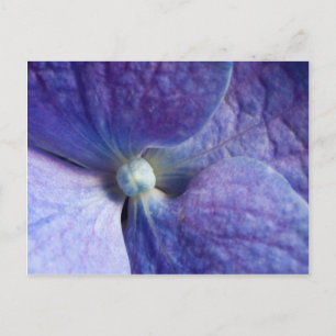 Paarse hydrangea-evenement en aankondiging van het