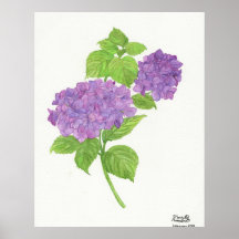 Paarse Hydrangea