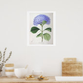 Paarse hydrangea Poster voor botanische tekening (Keuken)