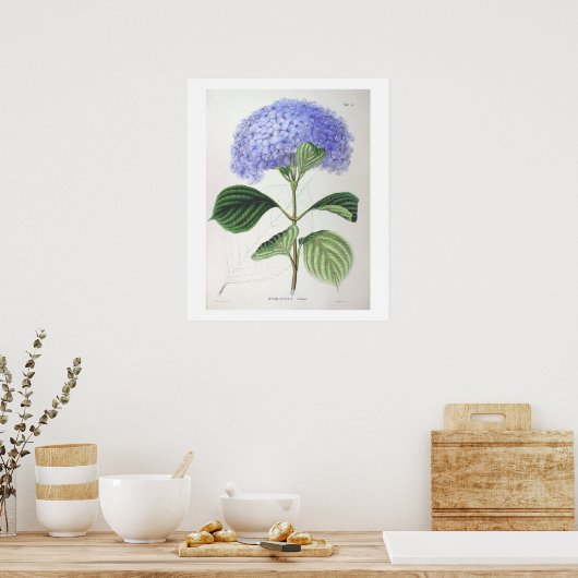 Paarse hydrangea Poster voor botanische tekening (Keuken)