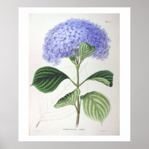 Paarse hydrangea Poster voor botanische tekening