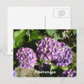 Paarse Hydrangea Schakeringen Briefkaart (Voorkant / Achterkant)