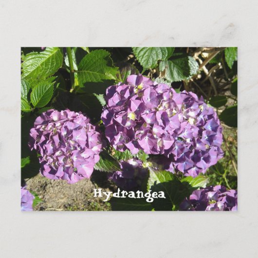 Paarse Hydrangea Schakeringen Briefkaart (Voorkant)