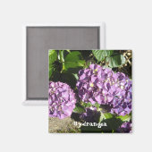 Paarse Hydrangea Schakeringen Magneet (Voorkant / Achterkant)