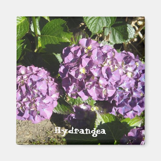 Paarse Hydrangea Schakeringen Magneet (Voorkant)