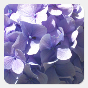 Paarse Hydrangea Vierkante Sticker