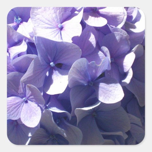 Paarse Hydrangea Vierkante Sticker (Voorkant)