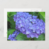 Paarse hydrangeas briefkaart (Voorkant / Achterkant)