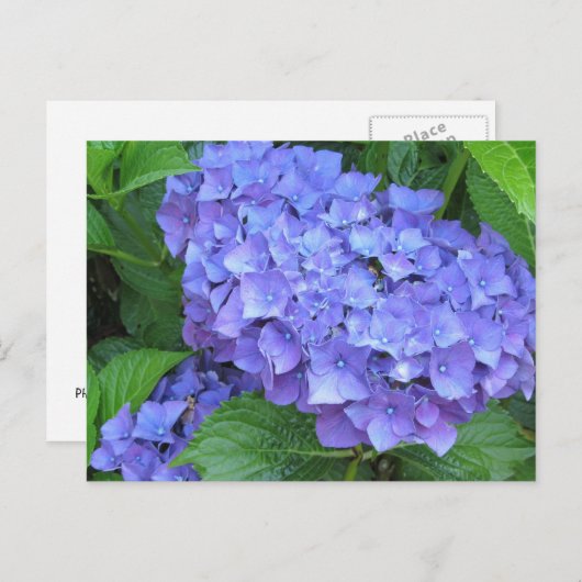 Paarse hydrangeas briefkaart (Voorkant / Achterkant)
