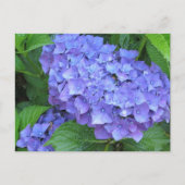Paarse hydrangeas briefkaart (Voorkant)