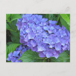 Paarse hydrangeas briefkaart