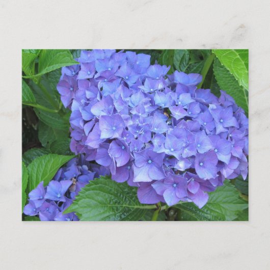 Paarse hydrangeas briefkaart (Voorkant)