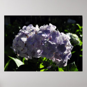 Paarse Hydrangeas Flowers Poster