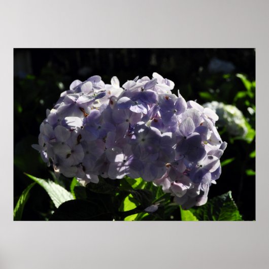 Paarse Hydrangeas Flowers Poster (Voorkant)
