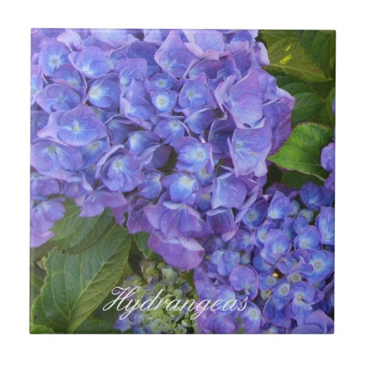 Paarse Hydrangea's Tegeltje (Voorkant)