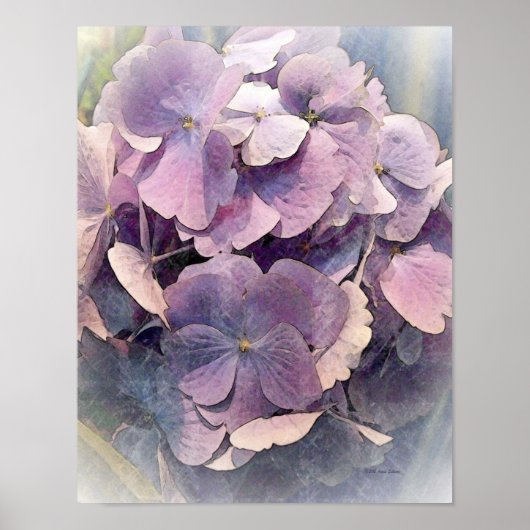  Paarse HydrangeasFoto Art Poster (Voorkant)