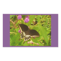 Paarse Ingepakte Zwarte Monarch