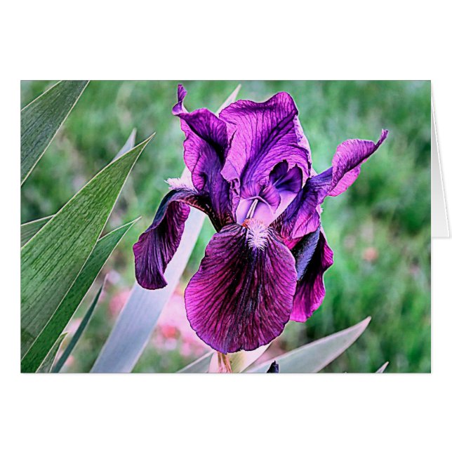 Paarse Iris (Voorkant Horizontaal)