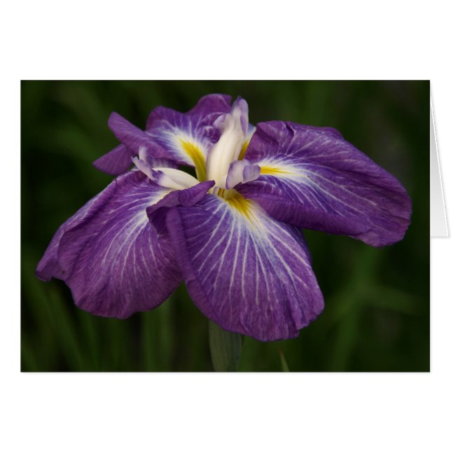 Paarse Iris (Voorkant Horizontaal)