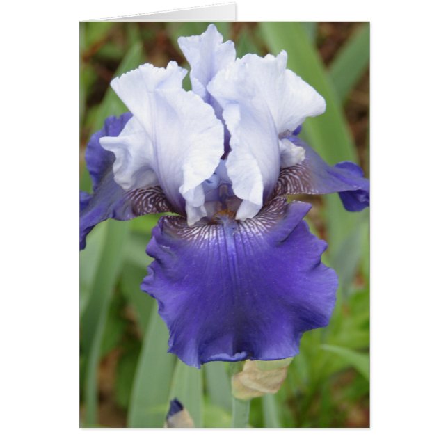 Paarse Iris (Voorkant)