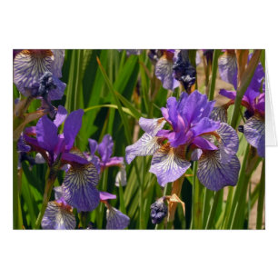 Paarse Iris