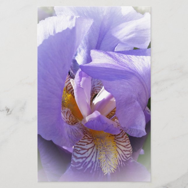 paarse iris (Voorkant)
