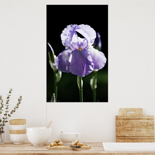 Paarse Iris 8393 Afdrukken Poster (Keuken)